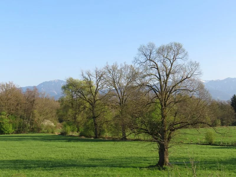 Ein grasbewachsenes Feld mit verstreuten Bäumen, einige mit knospenden Blättern, unter einem klaren blauen Himmel. Im Hintergrund sind in der Ferne Hügel oder Berge zu sehen.